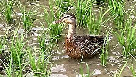 子マガモを見守るお母さんガモ