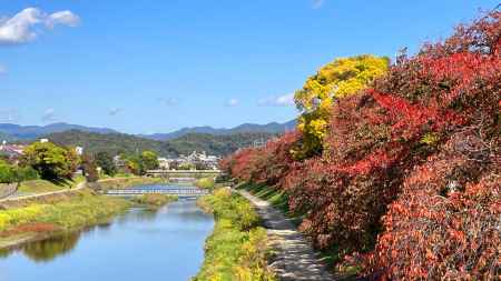 高野川の紅葉