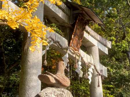 鳩が迎える三宅八幡神宮