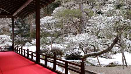 曼殊院　鶴島の松に雪
