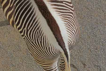 シマウマ（京都市動物園）