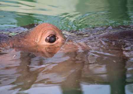 京都動物園のカバ