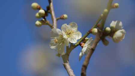 青空に咲く白梅