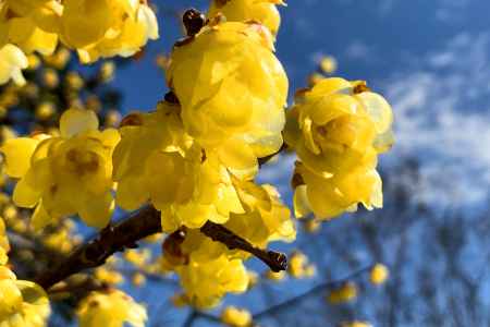 蝋梅　花言葉「慈愛」