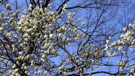 京都御苑のコブシが満開