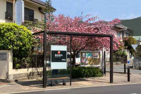 長谷別れバス停の八重桜