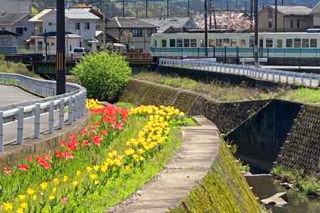 岩倉川のチューリップ