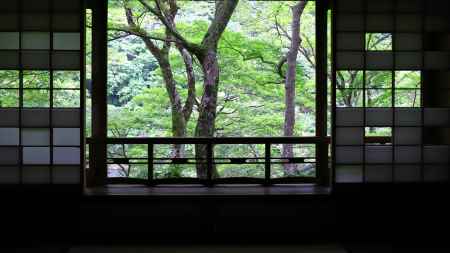 障子越しの青もみじ