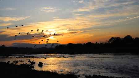 朝焼けの空にカラス飛び立つ