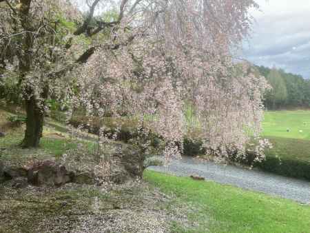 しだれ桜