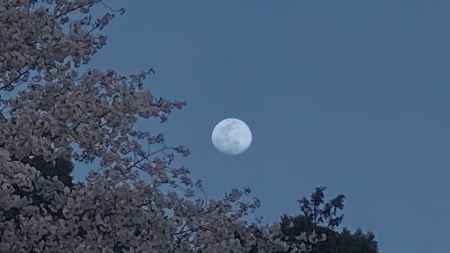 2023.4.6　スーパームーン前のお月さん