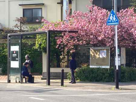 八重桜満開の長谷別れバス停