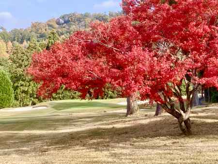 京都ゴルフ俱楽部　11番ホールのもみじ