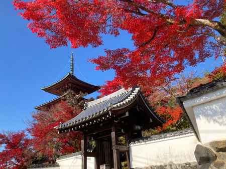 三明院のもみじ