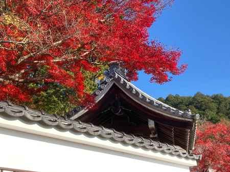 真っ赤にもえるもみじ