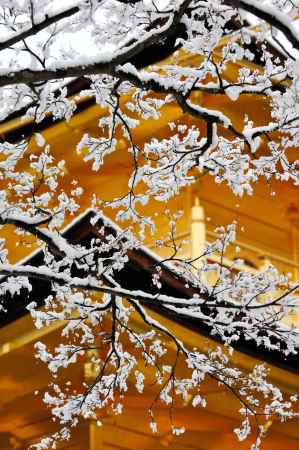 雪の金閣　13