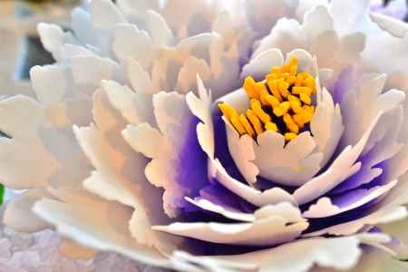 和菓子の世界　5