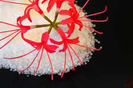 和菓子の世界　14