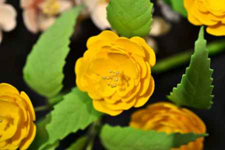 和菓子の世界　15