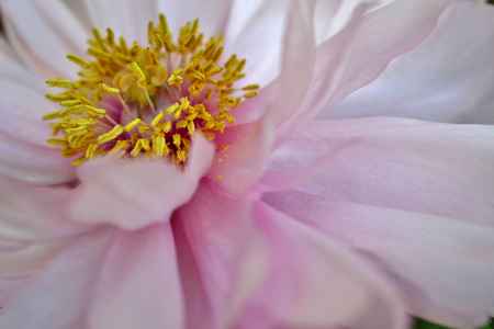 京都府立植物園　早春の草花展　冬牡丹
