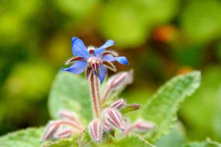 京都府立植物園　早春の草花展　ルリチシャ