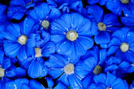 京都府立植物園　早春の草花展　シネラリア