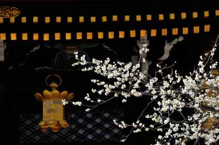 北野天満宮　　白梅　燈籠