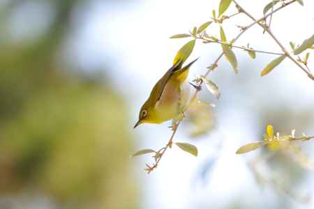 北野天満宮　メジロ　爽やか