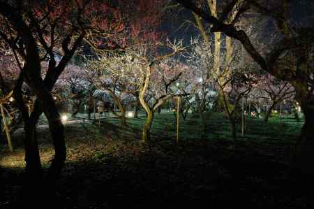 北野天満宮　梅苑公開　ライトアップ