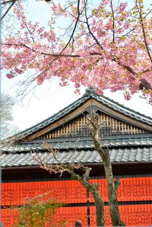 車折神社　早咲き桜　玉垣