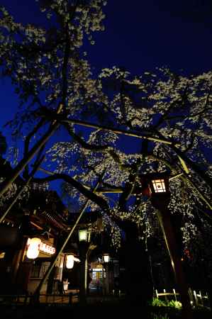 平野神社　夜桜