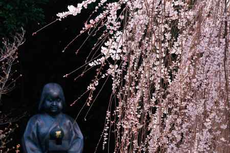 おかめさんと阿亀桜