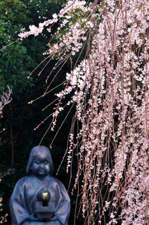 おかめさんのお花見