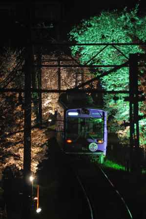 嵐電　桜ライトアップ　夜桜電車