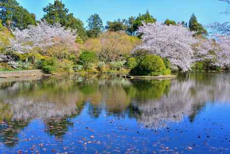 龍安寺　鏡容池　春