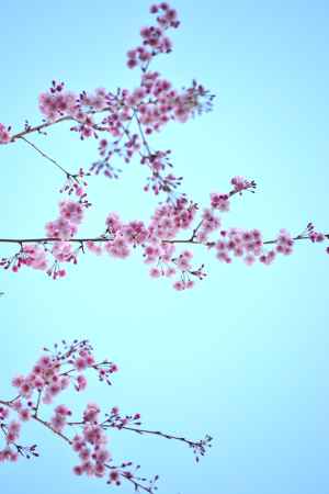 龍安寺　小さな桜