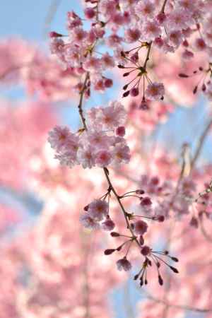 龍安寺　枝垂れ桜