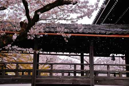 妙顕寺　回廊　舞う