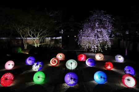 妙顕寺　龍華飛翔の庭　春のライトアップ