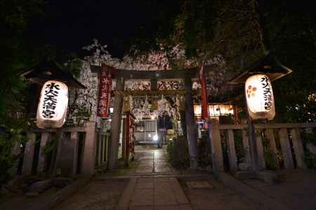 水火天満宮　夜桜 