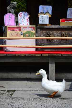 アヒルの春の参拝