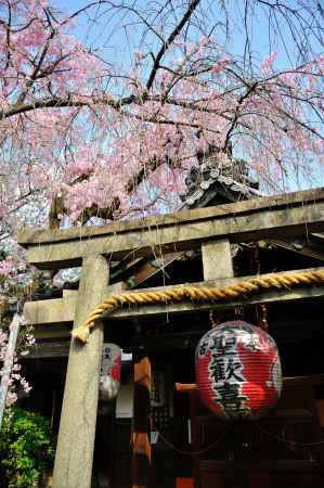雨宝院　枝垂れ桜