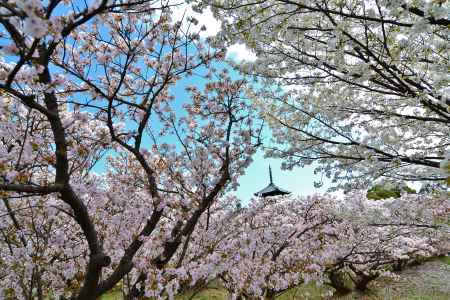御室桜　桜トンネル