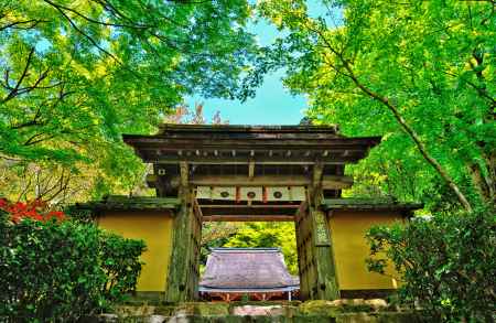 木々の若葉輝いて