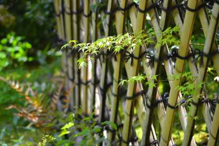 光悦垣　青モミジ