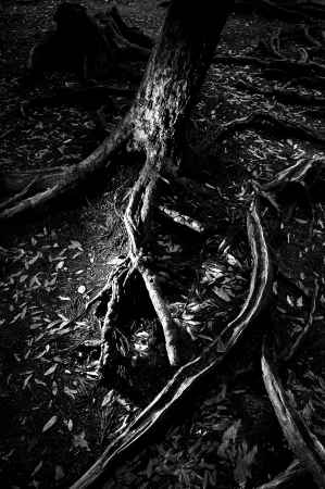 木の根道　モノクロ