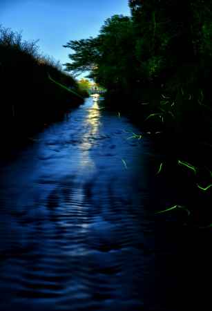 みそそぎ川　ホタル