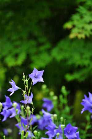 桔梗色　雨