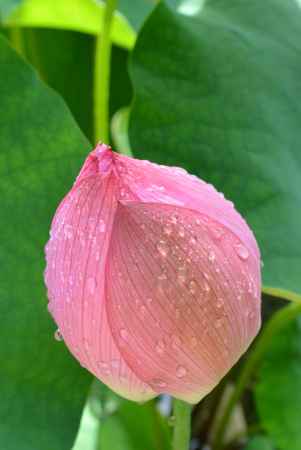 お釈迦様の足跡