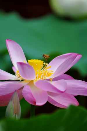 ブンブンブン〜ハチが飛ぶ